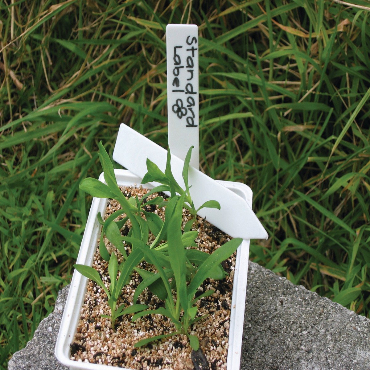 Plant Label 125mm x 21mm