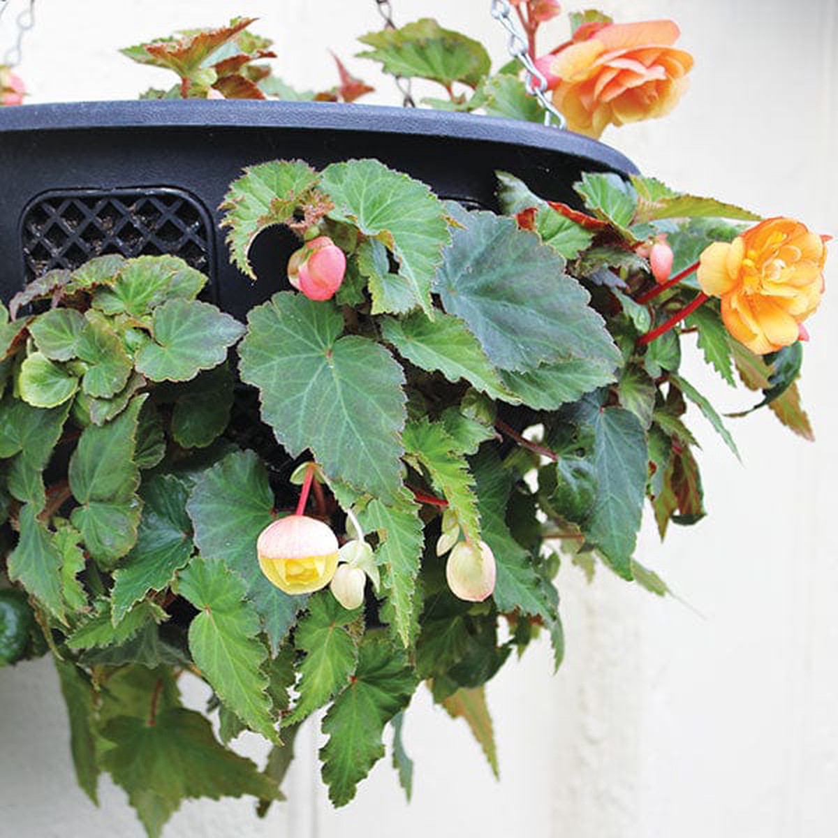 Easi Plant Hanging Baskets (pair)
